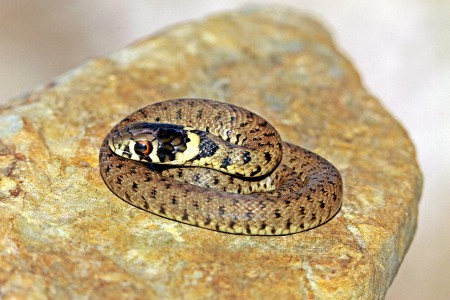 Cobra-de-água-colar(Natrix-natrix)